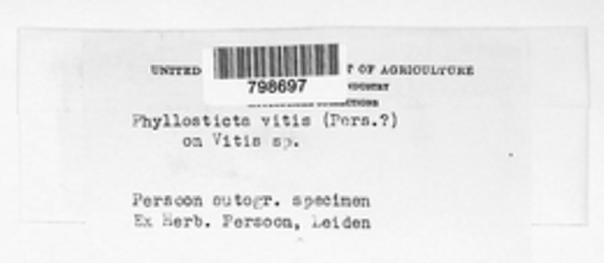Phyllosticta vitis image